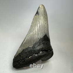 Megalodon Shark Tooth 5.16 Inch Thick Lower Jaw Fossil Authentic 20089