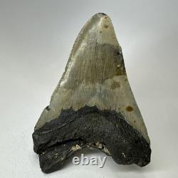 Megalodon Shark Tooth 5.16 Inch Thick Lower Jaw Fossil Authentic 20089