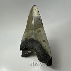 Megalodon Shark Tooth 5.16 Inch Thick Lower Jaw Fossil Authentic 20089