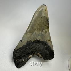 Megalodon Shark Tooth 5.16 Inch Thick Lower Jaw Fossil Authentic 20089