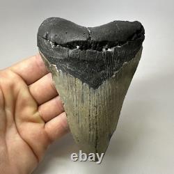 Megalodon Shark Tooth 5.16 Inch Thick Lower Jaw Fossil Authentic 20089