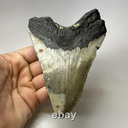 Megalodon Shark Tooth 5.16 Inch Thick Lower Jaw Fossil Authentic 20089