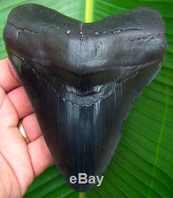Megalodon Shark Tooth 5.16 in. SERRATED REAL FOSSIL NO RESTORATIONS