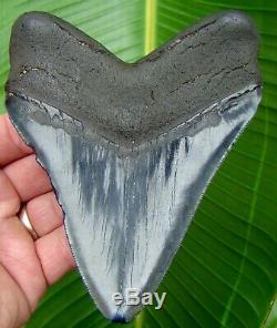 Megalodon Shark Tooth 5.16 in. SERRATED REAL FOSSIL NO RESTORATIONS