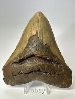 Megalodon Shark Tooth 5.17 Big Natural Fossil Authentic 17552