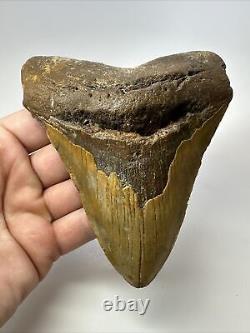 Megalodon Shark Tooth 5.17 Big Natural Fossil Authentic 17552