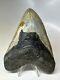 Megalodon Shark Tooth 5.17 Colorful Authentic Fossil Natural 16813