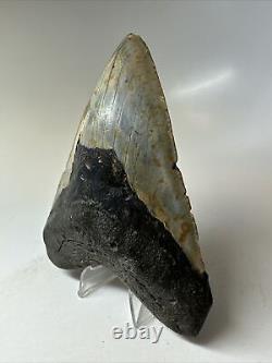 Megalodon Shark Tooth 5.17 Colorful Authentic Fossil Natural 16813