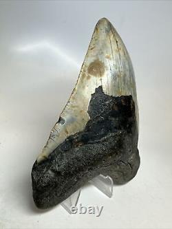 Megalodon Shark Tooth 5.17 Colorful Authentic Fossil Natural 16813