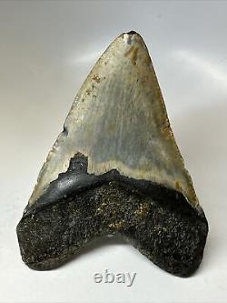 Megalodon Shark Tooth 5.17 Colorful Authentic Fossil Natural 16813