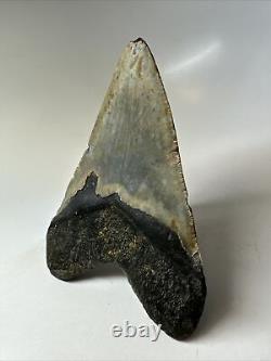 Megalodon Shark Tooth 5.17 Colorful Authentic Fossil Natural 16813