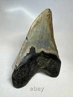 Megalodon Shark Tooth 5.17 Colorful Authentic Fossil Natural 16813