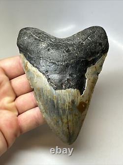Megalodon Shark Tooth 5.17 Colorful Authentic Fossil Natural 16813