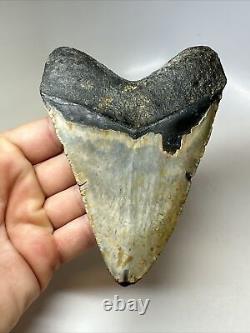 Megalodon Shark Tooth 5.17 Colorful Authentic Fossil Natural 16813