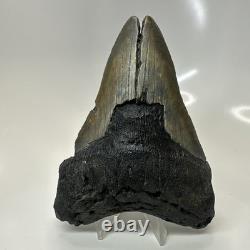 Megalodon Shark Tooth 5.17 Inch Large Unique Fossil Authentic Rare 20650
