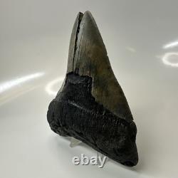 Megalodon Shark Tooth 5.17 Inch Large Unique Fossil Authentic Rare 20650