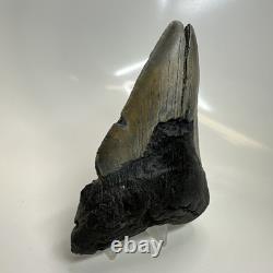Megalodon Shark Tooth 5.17 Inch Large Unique Fossil Authentic Rare 20650