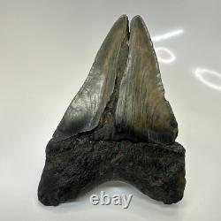 Megalodon Shark Tooth 5.17 Inch Large Unique Fossil Authentic Rare 20650