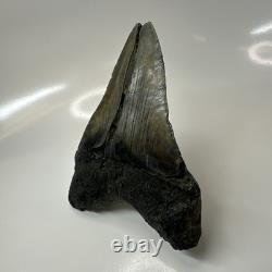 Megalodon Shark Tooth 5.17 Inch Large Unique Fossil Authentic Rare 20650