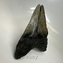 Megalodon Shark Tooth 5.17 Inch Large Unique Fossil Authentic Rare 20650