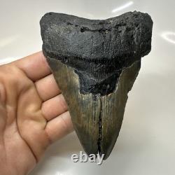 Megalodon Shark Tooth 5.17 Inch Large Unique Fossil Authentic Rare 20650