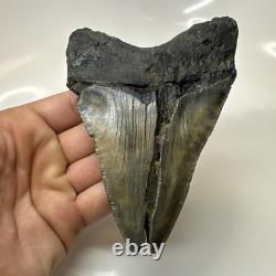 Megalodon Shark Tooth 5.17 Inch Large Unique Fossil Authentic Rare 20650