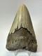 Megalodon Shark Tooth 5.17 Inch Thick Lower Jaw Authentic Fossil 18643