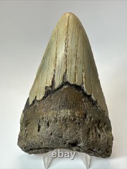 Megalodon Shark Tooth 5.17 inch Thick Lower Jaw Authentic Fossil 18643