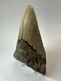 Megalodon Shark Tooth 5.17 inch Thick Lower Jaw Authentic Fossil 18643