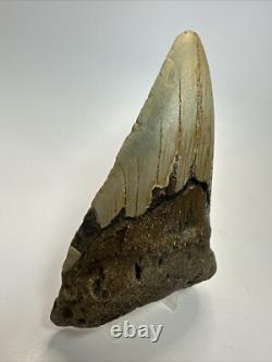 Megalodon Shark Tooth 5.17 inch Thick Lower Jaw Authentic Fossil 18643