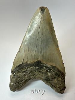 Megalodon Shark Tooth 5.17 inch Thick Lower Jaw Authentic Fossil 18643