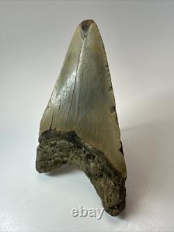 Megalodon Shark Tooth 5.17 inch Thick Lower Jaw Authentic Fossil 18643