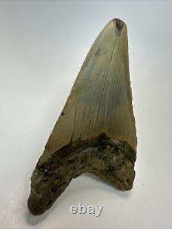 Megalodon Shark Tooth 5.17 inch Thick Lower Jaw Authentic Fossil 18643