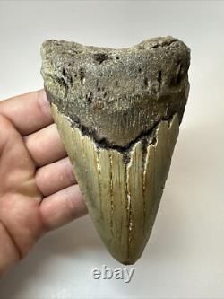 Megalodon Shark Tooth 5.17 inch Thick Lower Jaw Authentic Fossil 18643