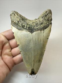Megalodon Shark Tooth 5.17 inch Thick Lower Jaw Authentic Fossil 18643
