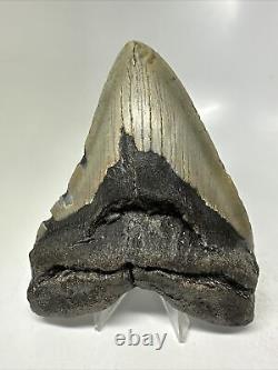 Megalodon Shark Tooth 5.18 Beautiful Real Fossil Natural 15820