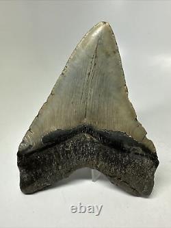 Megalodon Shark Tooth 5.18 Beautiful Real Fossil Natural 15820