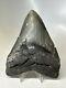 Megalodon Shark Tooth 5.18 Black Authentic Fossil Serrated 16296
