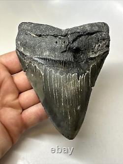 Megalodon Shark Tooth 5.18 Black Authentic Fossil Serrated 16296