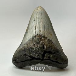 Megalodon Shark Tooth 5.18 Inch Thick Lower Jaw Fossil Authentic 20283