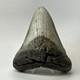 Megalodon Shark Tooth 5.18 Inch Thick Lower Jaw Fossil Authentic 20283