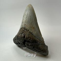 Megalodon Shark Tooth 5.18 Inch Thick Lower Jaw Fossil Authentic 20283