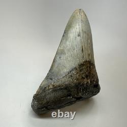 Megalodon Shark Tooth 5.18 Inch Thick Lower Jaw Fossil Authentic 20283