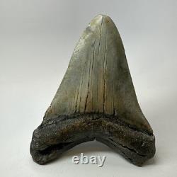 Megalodon Shark Tooth 5.18 Inch Thick Lower Jaw Fossil Authentic 20283