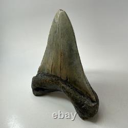 Megalodon Shark Tooth 5.18 Inch Thick Lower Jaw Fossil Authentic 20283