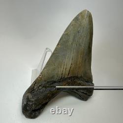 Megalodon Shark Tooth 5.18 Inch Thick Lower Jaw Fossil Authentic 20283