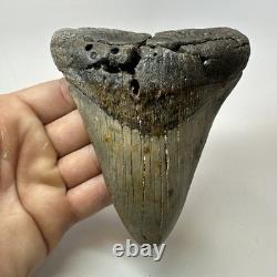 Megalodon Shark Tooth 5.18 Inch Thick Lower Jaw Fossil Authentic 20283