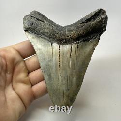 Megalodon Shark Tooth 5.18 Inch Thick Lower Jaw Fossil Authentic 20283