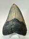 Megalodon Shark Tooth 5.19 Big Authentic Fossil Natural 18585