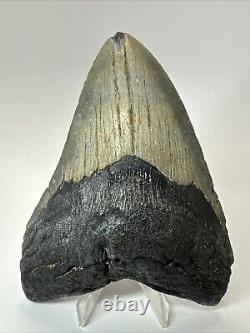 Megalodon Shark Tooth 5.19 Big Authentic Fossil Natural 18585